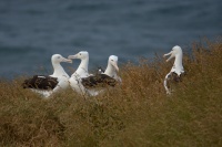 Albatros Sanforduv - Diomedea sanfordi - Northern Royal Albatros 7814